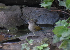 Arremonops rufivirgatus