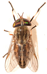 Tabanus lineola