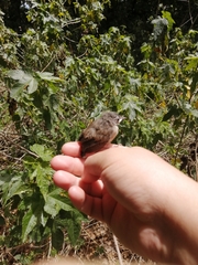 Troglodytes aedon