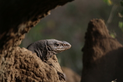 Varanus bengalensis