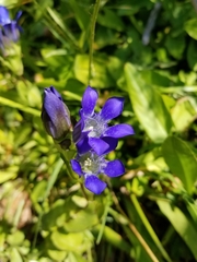 Gentiana plurisetosa