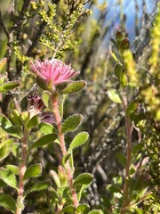 Diastella divaricata divaricata