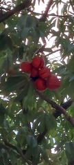 Sterculia foetida