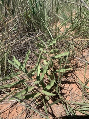Asclepias arenaria