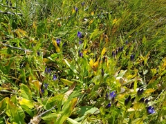 Gentiana plurisetosa