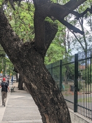 Jacaranda mimosifolia