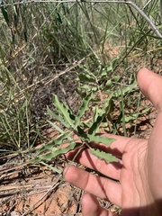 Asclepias arenaria