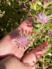 Diastella divaricata divaricata