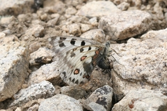 Parnassius epaphus epaphus