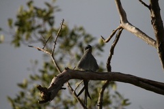 Hemiprocne coronata