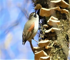 Cranioleuca pyrrhophia