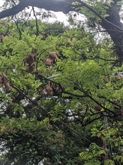 Jacaranda mimosifolia