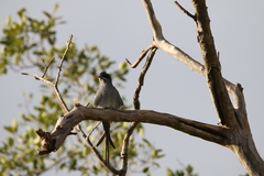 Hemiprocne coronata
