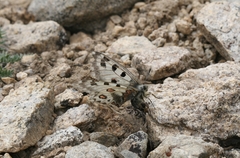 Parnassius epaphus epaphus
