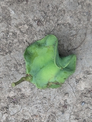 Jacaranda mimosifolia