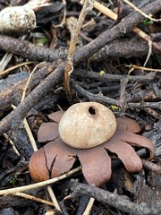 Geastrum floriforme