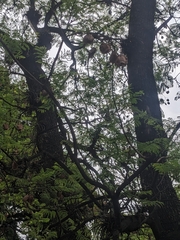 Jacaranda mimosifolia