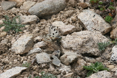 Parnassius epaphus epaphus