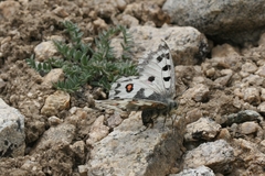 Parnassius epaphus epaphus