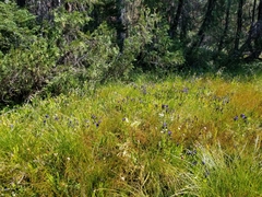 Gentiana plurisetosa