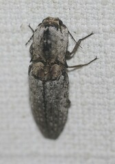 Cryptalaus prosectus