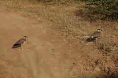 Vanellus malabaricus