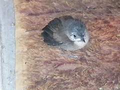 Troglodytes aedon