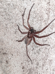 Asthenoctenus borellii