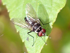 Limnophora