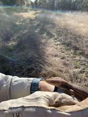 Gerrhonotus infernalis