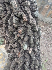 Anadenanthera colubrina