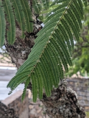 Anadenanthera colubrina