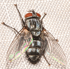 Tachinomyia