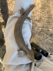Gerrhonotus infernalis