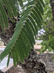 Anadenanthera colubrina