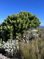 Mimetes fimbriifolius