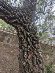 Anadenanthera colubrina