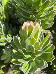 Mimetes fimbriifolius