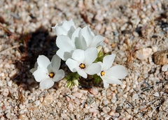 Linanthus parryae