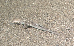 Pholidoscelis exsul