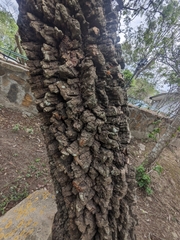 Anadenanthera colubrina