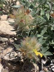 Dalea jamesii