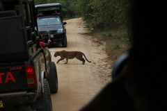 Panthera pardus kotiya
