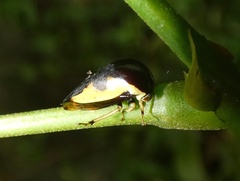 Thrasymedes