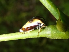 Thrasymedes