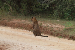 Panthera pardus kotiya