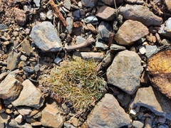Festuca indigesta