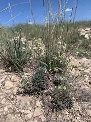 Eriogonum lachnogynum