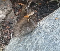 Opsiphanes invirae