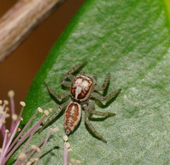 Salticoidea
